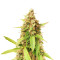 Blue Tease Auto (Dr. Krippling Seeds) Cannabis-Samen