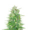 Cosmic Bomb Auto (Bomb Seeds) Cannabis-Samen
