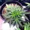 Critical Orange Punch (Dutch Passion)