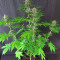 DDoS #33 feminisierte Samen (Herbies Seeds)