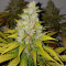 Gelato (Cali Buds Seeds) Cannabis-Samen
