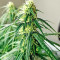 Northern Lights Auto (Expert Seeds) Cannabis-Samen