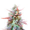 Original Glue (Nirvana Seeds) Cannabis-Samen
