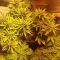 LSD-25 Auto (Fast Buds) Cannabis-Samen zu verkaufen