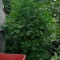 Eleven Roses (Delicious Seeds) Cannabis-Samen zu verkaufen