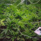 Purple Punch (Barney's Farm) Cannabis-Samen zu verkaufen