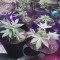 Pakistan Valley Cannabis-Samen Kaufen