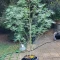 Kaufe Grandmommy Purple Samen feminisiert von Herbies Seeds