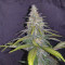 Wedding Cake (Original Sensible Seeds) Cannabis-Samen zu verkaufen