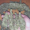 Auto Strawberry Gum (Advanced Seeds) Cannabis-Samen zu verkaufen