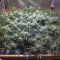 Hawaii Maui Waui (Nirvana Seeds) Cannabis-Samen zu verkaufen