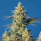 Purple Urkle (Pyramid Seeds) Cannabis-Samen zu verkaufen