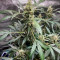 Gorilla Punch Auto Cannabis-Samen Kaufen