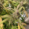 Kaufe Mimosa x Orange Punch Samen feminisiert von Barney's Farm