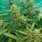 Wedding Cake Auto (Original Sensible Seeds) Cannabis-Samen zu verkaufen