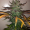 Special Kush #1 (RQS) Cannabis-Samen zu verkaufen
