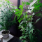 Mimosa EVO (Barney's Farm) Cannabis-Samen zu verkaufen