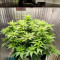 DDoS #33 Feminisierte Cannabis-Samen Kaufen