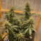 Critical Kush Cannabis-Samen Kaufen