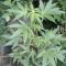 Auto Brooklyn Sunrise Cannabis-Samen Kaufen