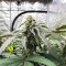 All The Sauces R1 (Ethos Genetics)