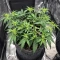 Auto Mimosa (00 Seeds)