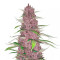 Auto Mix Pack #1 feminisierte Samen (Herbies Seeds)