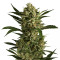 Cherry Grapefruit (Kera Seeds) Cannabis-Samen