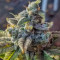 Golosa (Delicious Seeds) Cannabis-Samen
