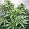 Gorilla Melon feminisierte Samen (Fast Buds)