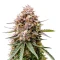 Guava Runtz Auto (Fast Buds)