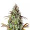 Original Big Bud Auto Samen feminisiert (Fast Buds)