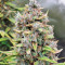 Original Big Bud Auto Samen feminisiert (Fast Buds)