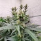Sour Apple Autoflower feminisierte Samen (Humboldt Seed Company)