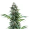 Space Queen (Brothers Grimm Seeds)