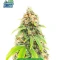 Starter Bundle #3: 3x5 seeds (Mixed)