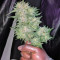 Trans Siberian Auto (Auto Seeds) Cannabis-Samen