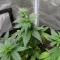 Trop Cherry (Original Sensible Seeds)