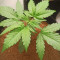 Wedding Glue Auto feminisierte Samen (Fast Buds)