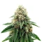 Widow 2004 regular (De Sjamaan Seeds) Cannabis-Samen