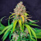 Super Silver Haze (GHS) Cannabis-Samen