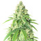 Vitality feminisierte Samen (AlphaFem Seeds)