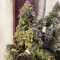 Original Auto Chemdawg (Fast Buds) Cannabis-Samen