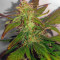 Auto Kaya 47 (Advanced Seeds) Cannabis-Samen