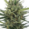 Auto Malawi x Northern Lights (Ace Seeds) Cannabis-Samen