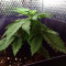 Auto Super Skunk (Auto Skunk) (Original Sensible Seeds) Cannabis-Samen