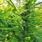 BCN Critical XXL
