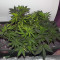 Crazy Mouse Cheese (Kera Seeds)