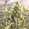 Golden Tiger regular (Ace Seeds) Cannabis-Samen