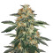 Gorilla Cookies (Expert Seeds) Cannabis-Samen